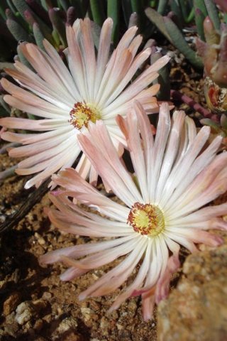 Cephalophyllum rigidum flowers